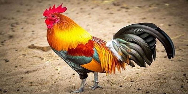 Gà trống đứng trên cánh đồng, tượng trưng cho sự kiên trì và quyền lực nội tâm.