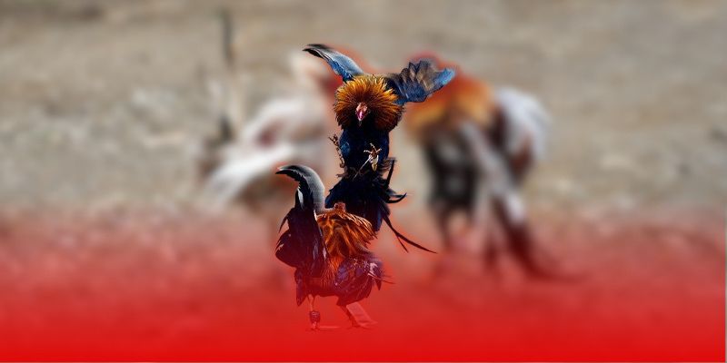 Top 5 Gà Đá Cựa Sắt Hiếm Gặp – Chiến Kê Tạo Nên Thế Cược 6 Bí quyết đặt cược cập nhật tỷ lệ cược thời gian thực